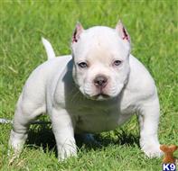 american pit bull puppy posted by Exotic Bully